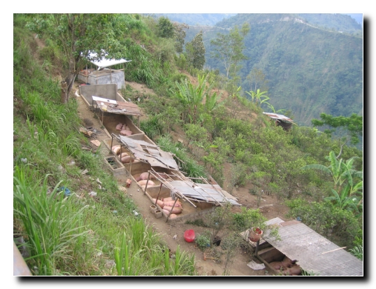 27 So lebt es sich als Schwein auf Bali